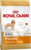 Poodle Adult (0.5 кг)