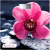 CENTEK CT-2421 Orchid