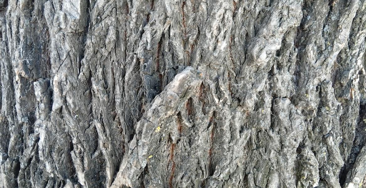 Фото, снятое на камеру Lenovo Tab S8